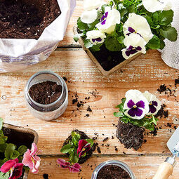 Repurposing Candle Jars | Flowers being potted in reused glass candle jars on a wooden floor
