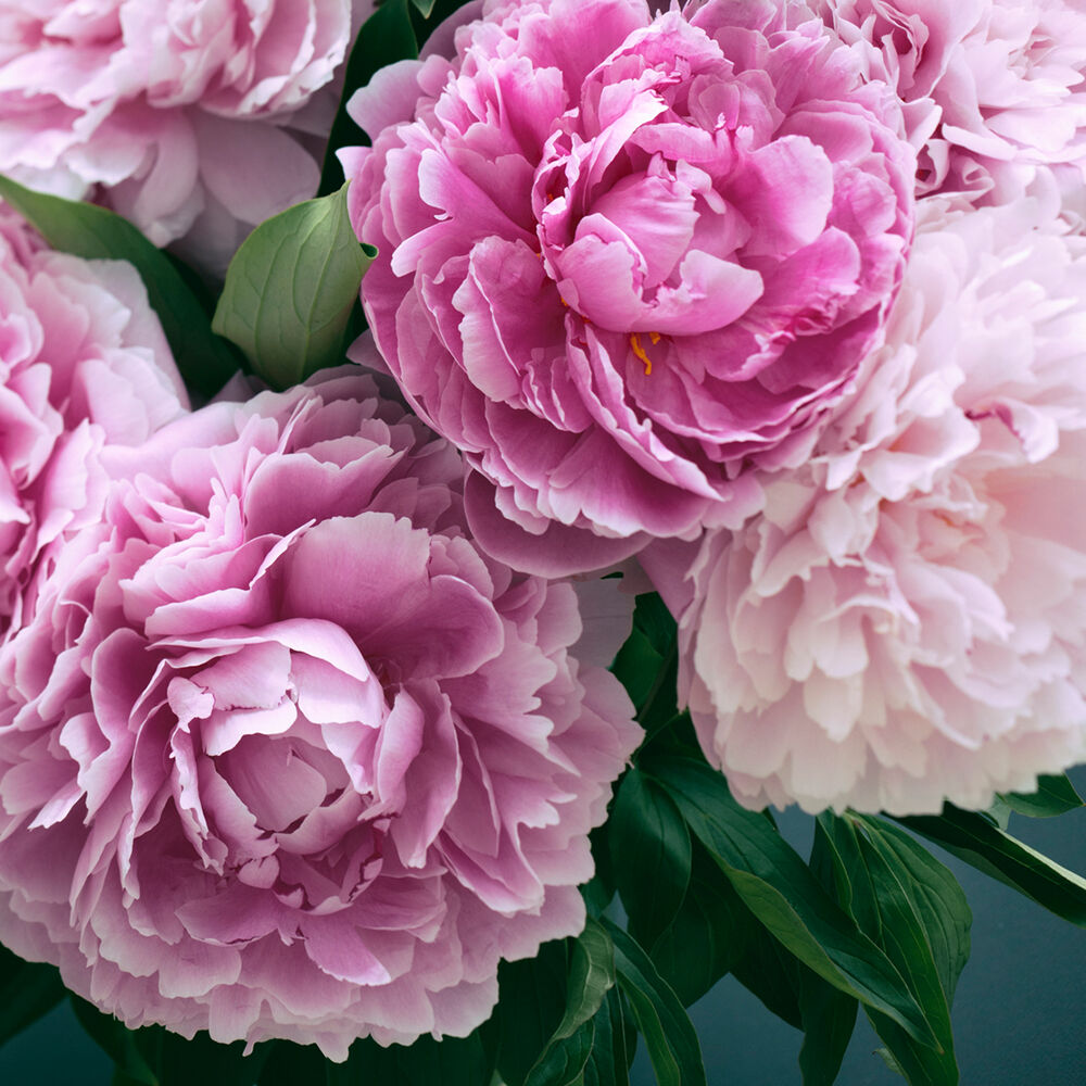 Fresh Cut Peony